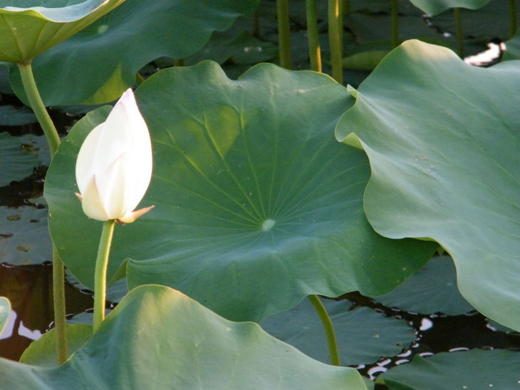 DSCF5040.JPG