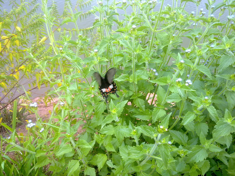 20130802124.jpg