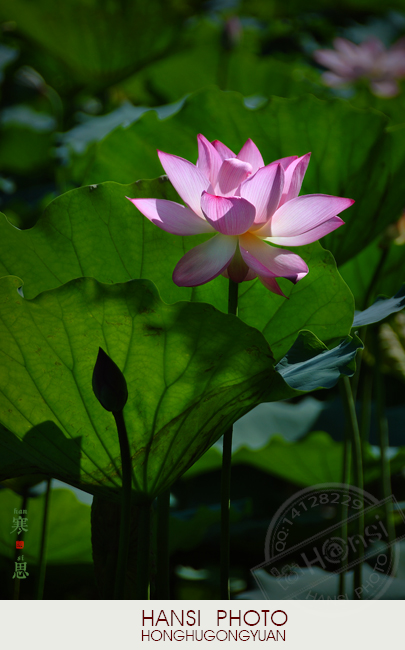 DSC_1015 sc.jpg