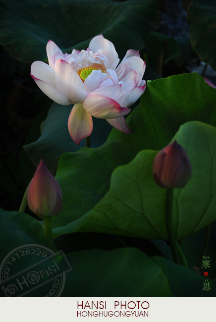 DSC_1107 sc.jpg