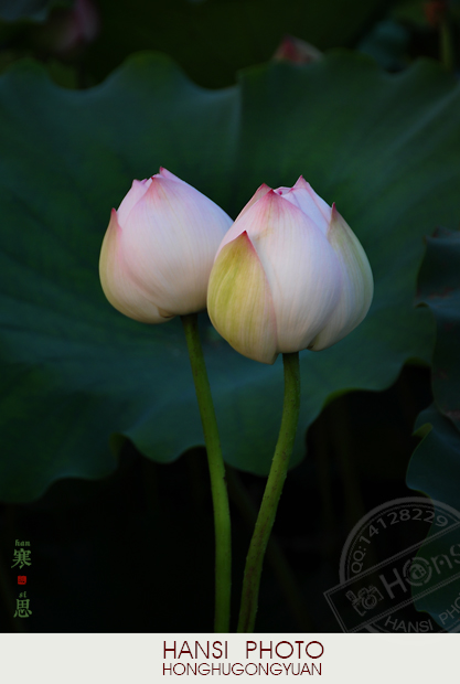 DSC_1158-sc.jpg