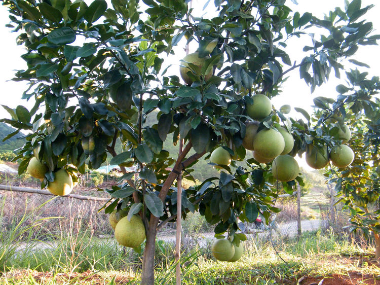 DSCF6554.JPG