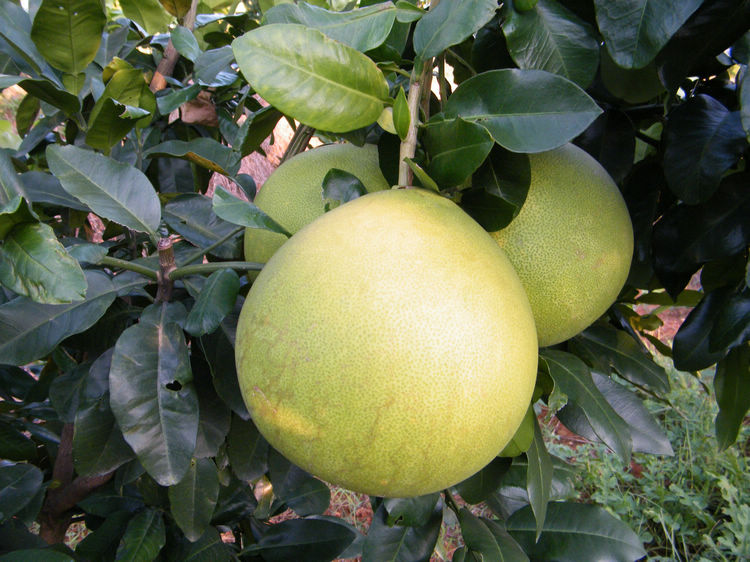 DSCF6555.JPG