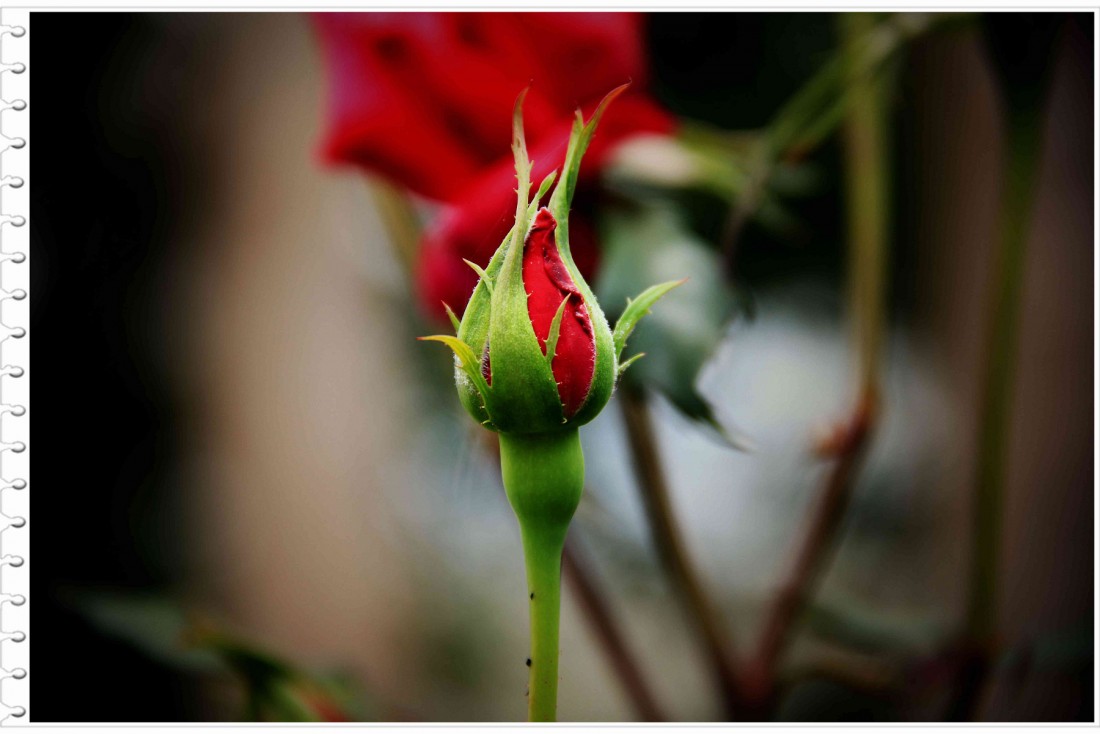 õ壺̣ʺɫ޹⣬ľߣηǳӲҶƬСɫị̄ʺ֦Ӳͦ ...