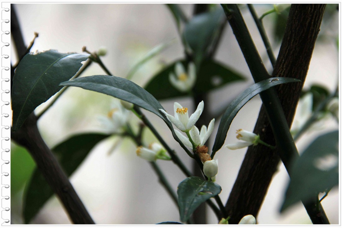 ۣ̣ܿƣĹ۹ֲرڹ ۵ܶΪͼڴڹ򡣽 ...