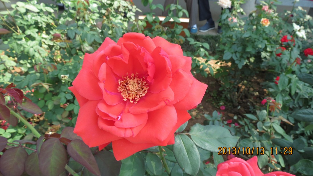 IMG_2586.JPG
