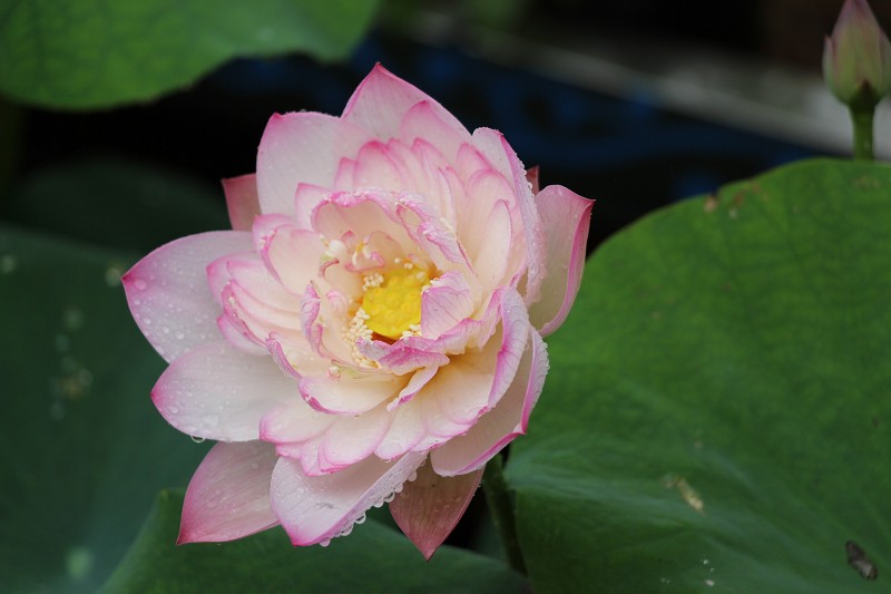 psb (2).jpg