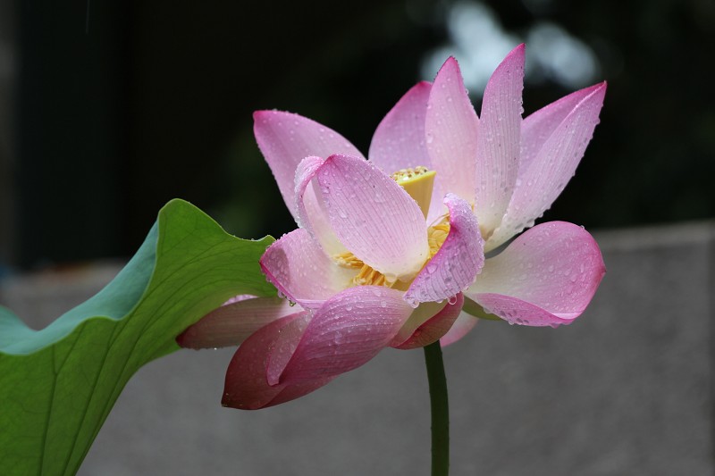psb (1).jpg