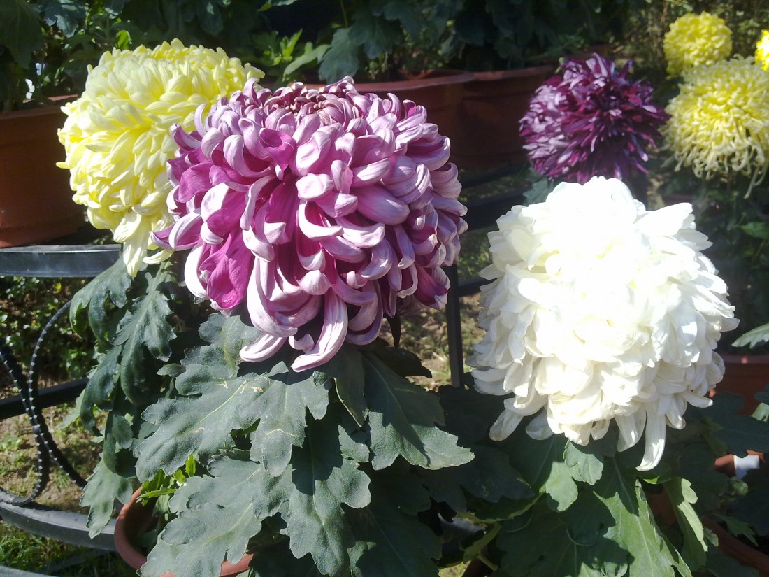 20131201224.jpg