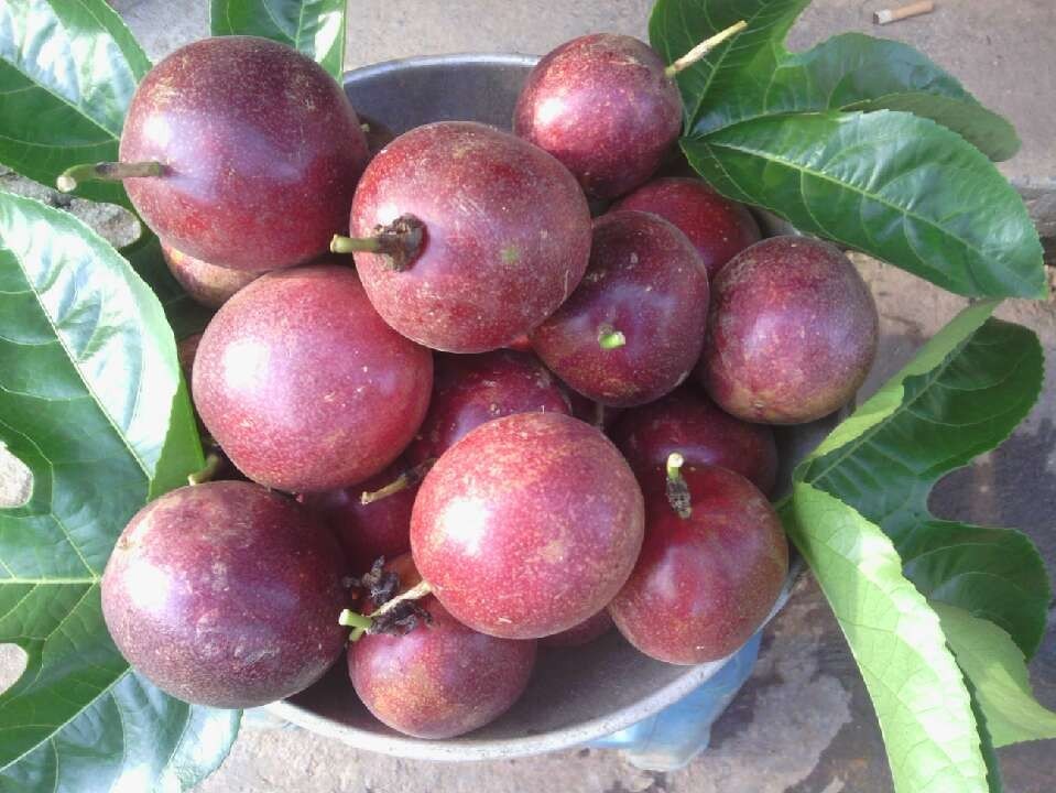 Ѿİ