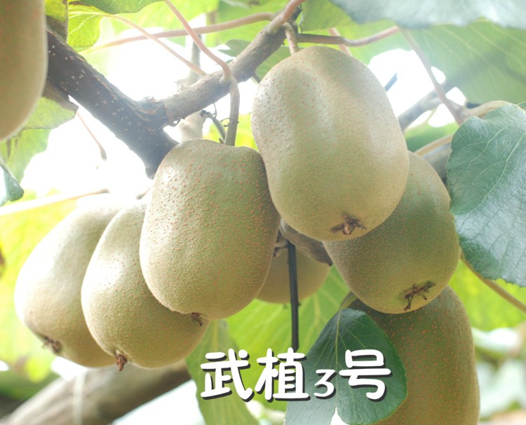 wuzhi.jpg