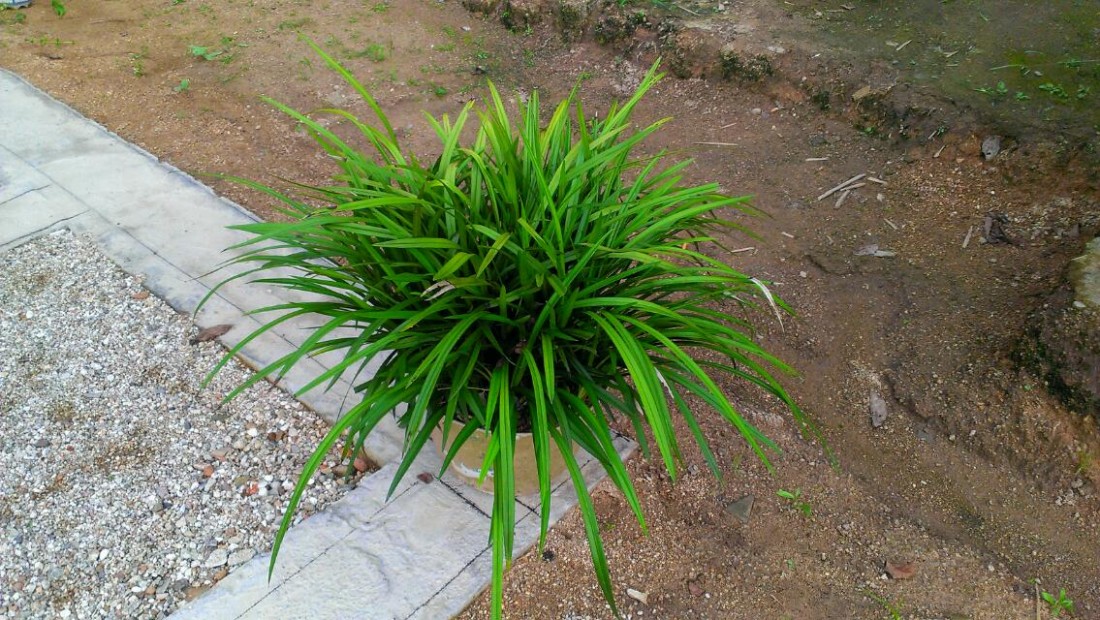 psb(2).jpg