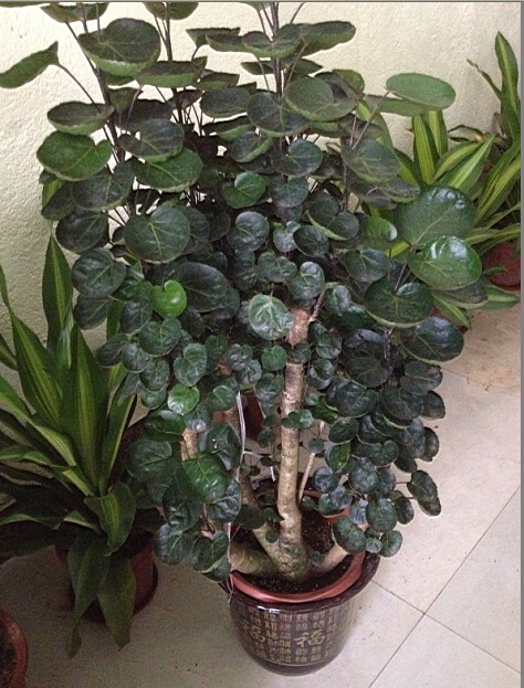 Ǯ (10).jpg