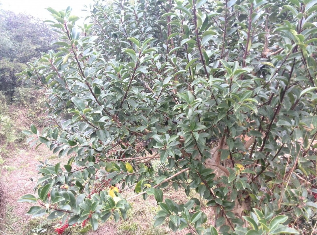 QQͼƬ20141206173346.jpg
