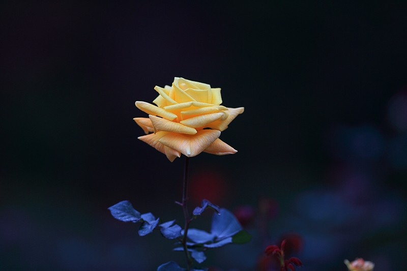 213726nfb0i6o1zgq80g21.jpg.thumb.jpg