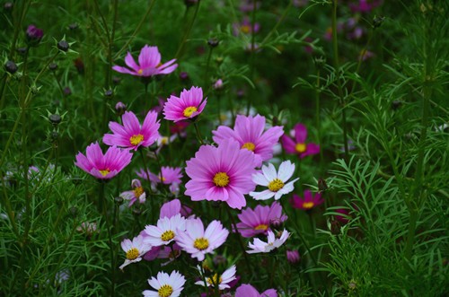 DSC_1039__.jpg