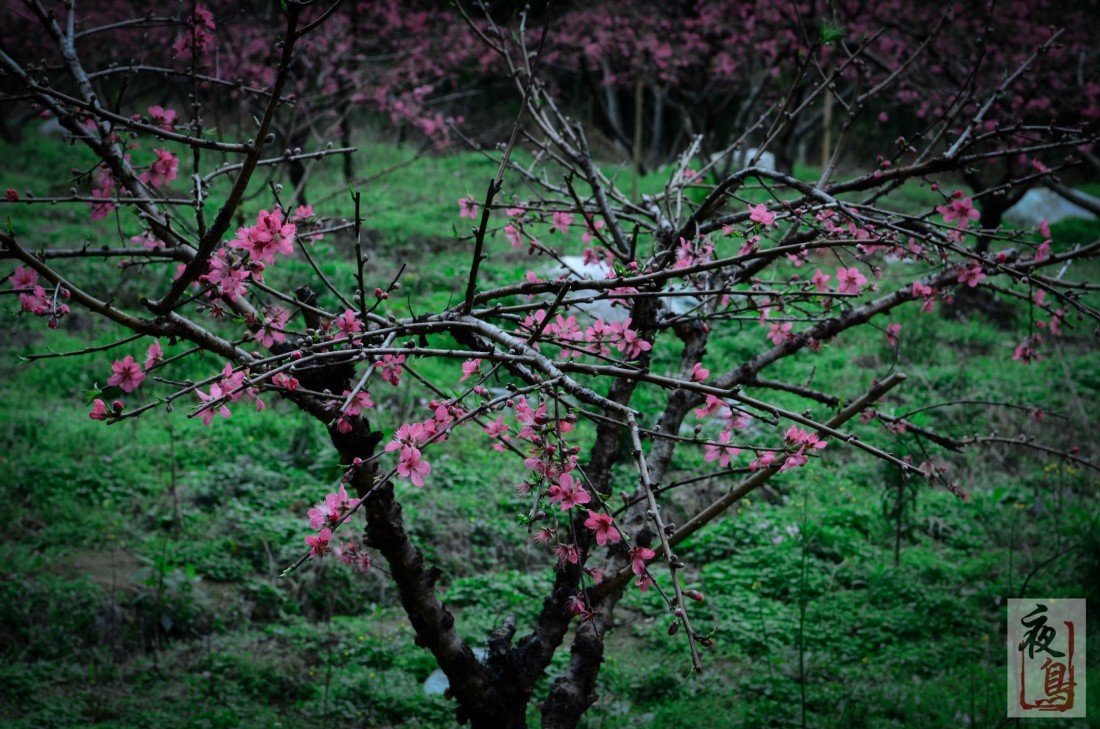 DSC_6946.jpg