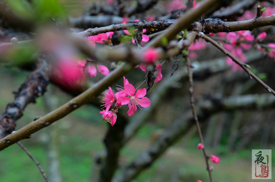 DSC_6953.jpg
