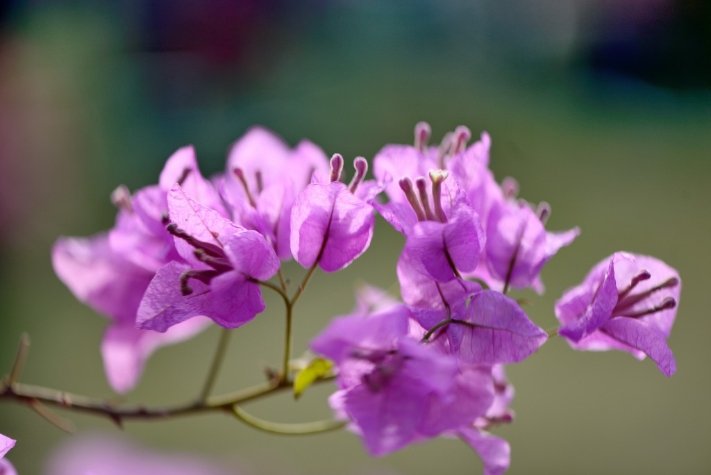 100811llle5qcc3zl8fn3f.jpg.thumb.jpg