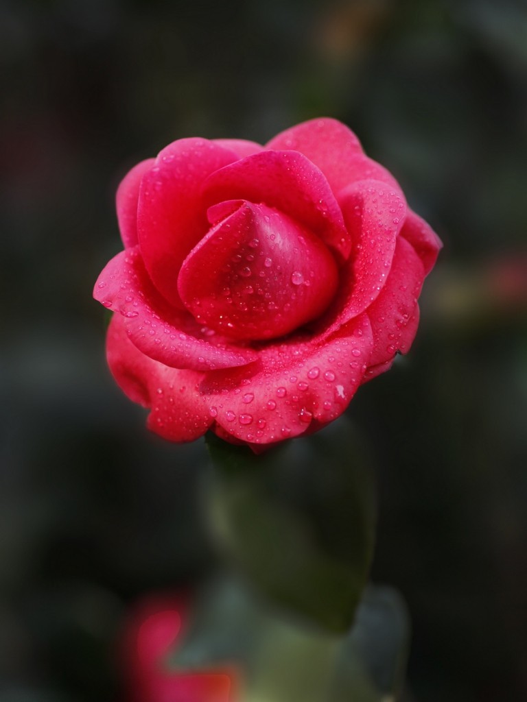 140949nbgfkju4ufl4624v_jpg_thumb.jpg