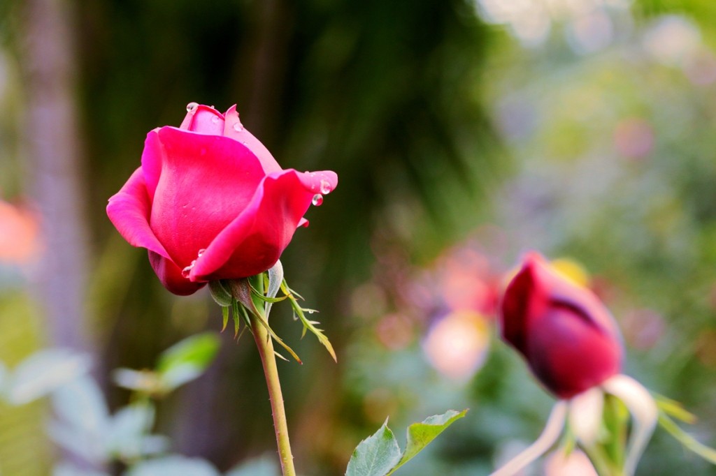 103532co00vj83o3yu3ouz_jpg_thumb.jpg