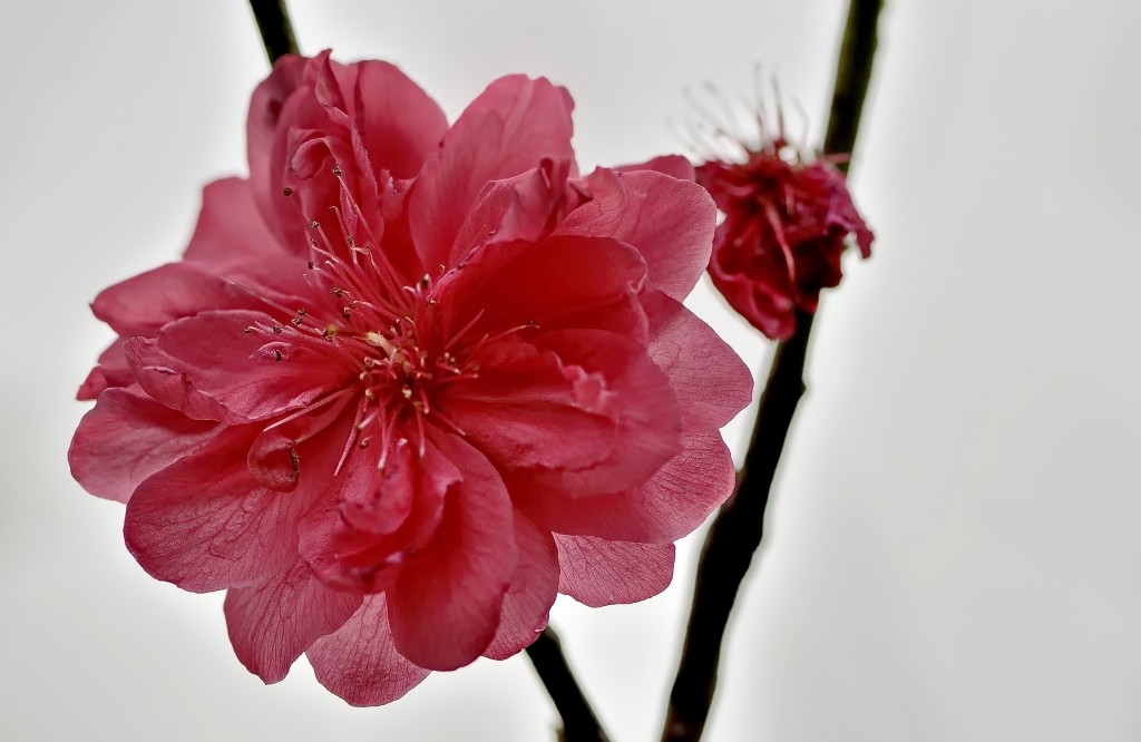 154630tqo6g915f5954qq4.jpg.thumb.jpg