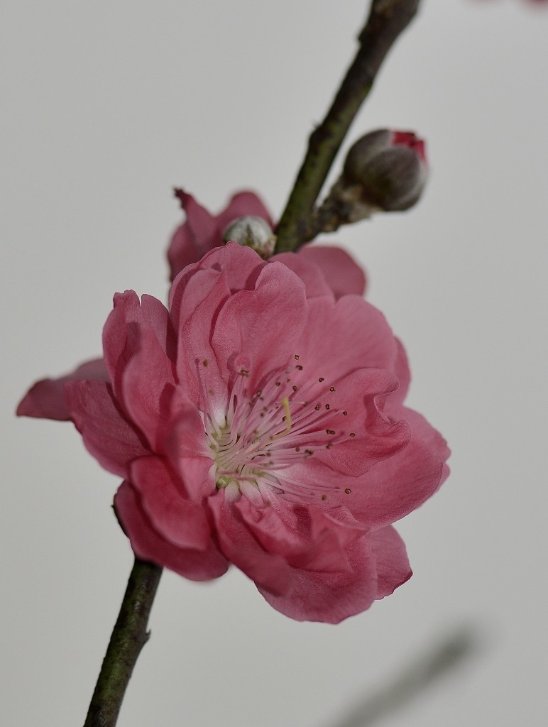 154936a2mar5aecnag5zrh.jpg.thumb.jpg