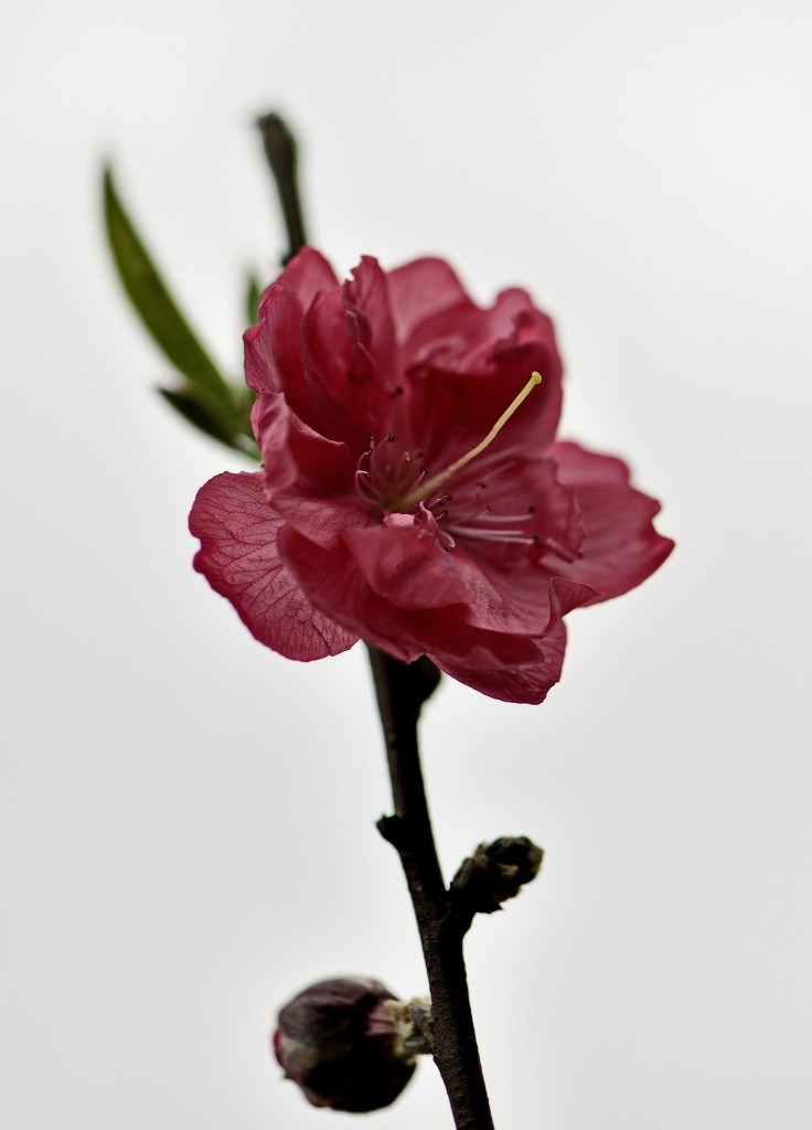 155303htq4bohb2bo2j2kt.jpg.thumb.jpg