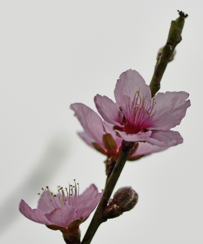 155439faoyorhbtmuna4i9.jpg.thumb.jpg