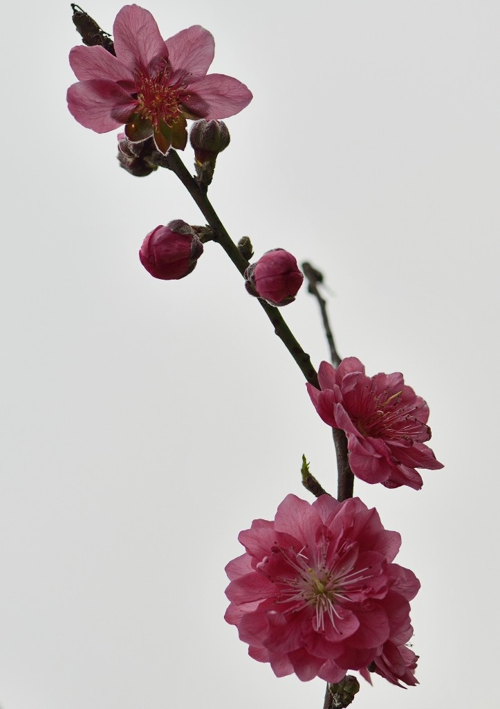155911w4ccu3naxaro394x.jpg.thumb.jpg