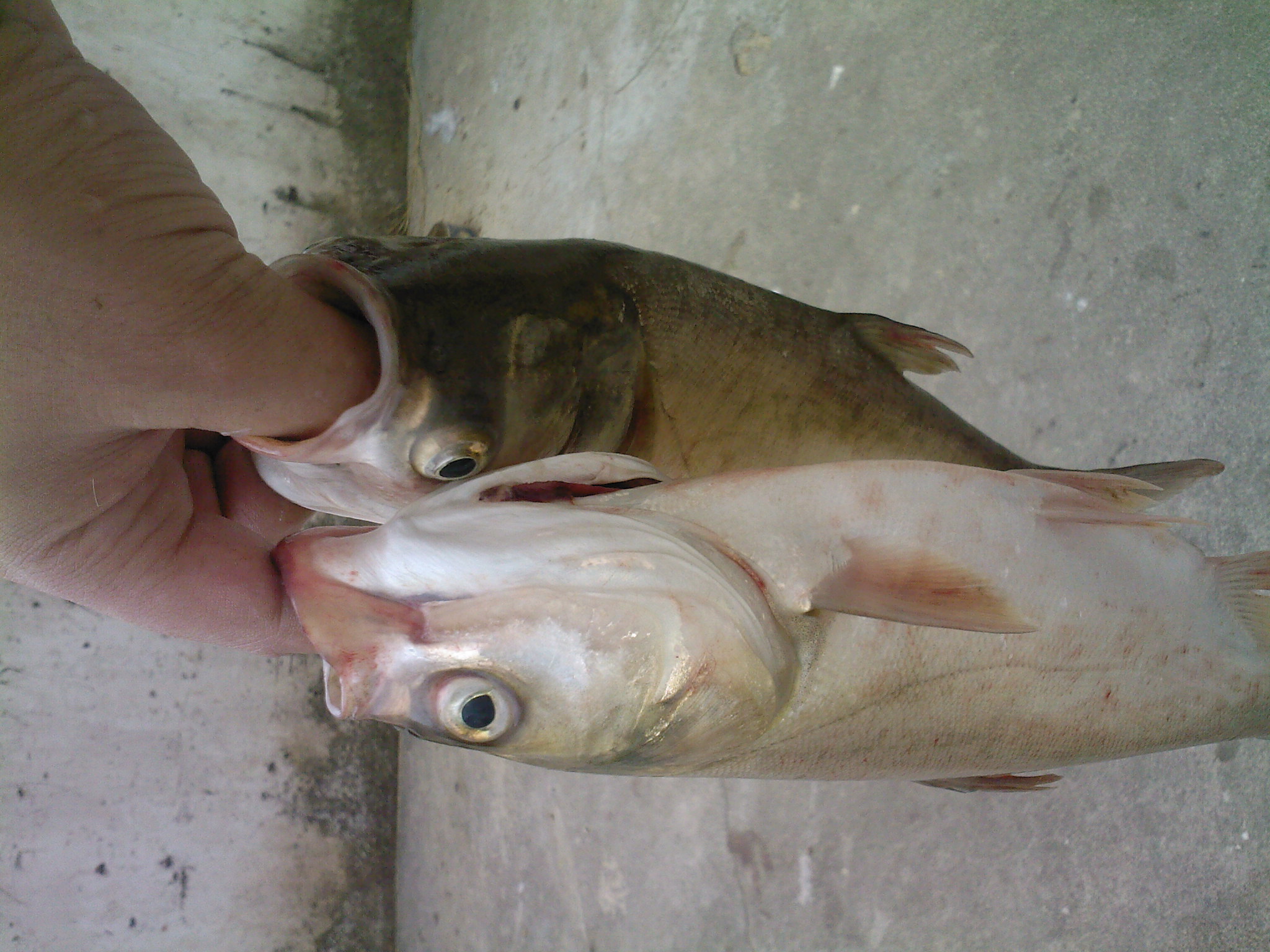 SP_A0130.jpg