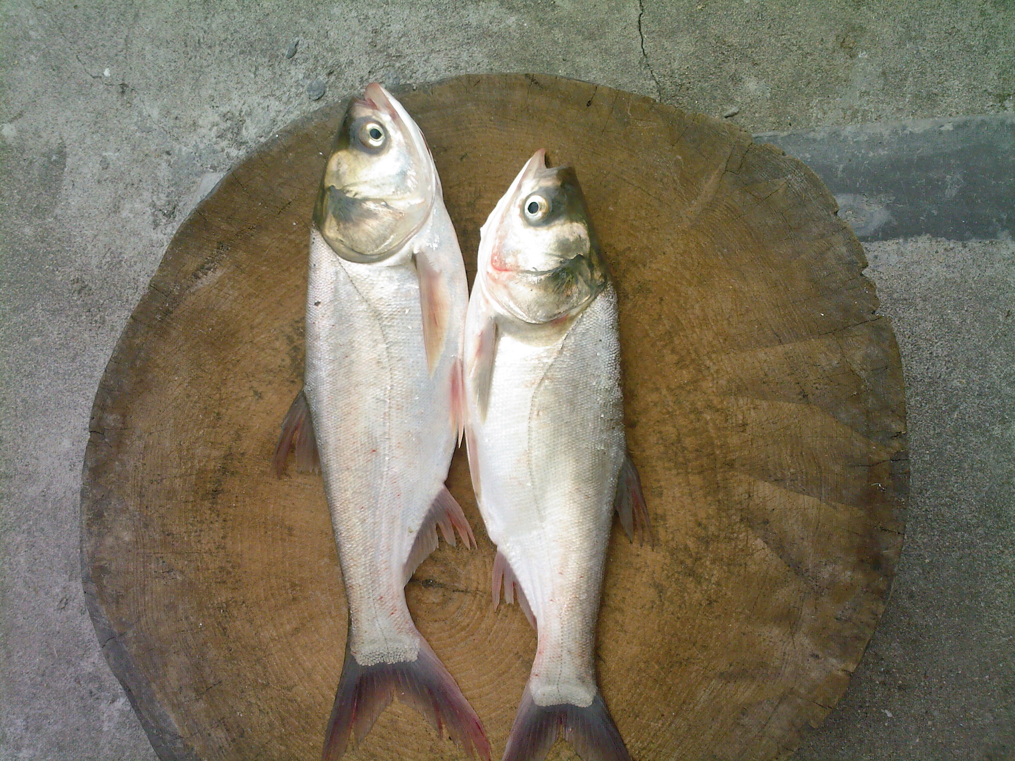 SP_A0133.jpg