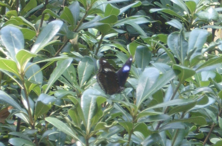 SUC52888.JPG