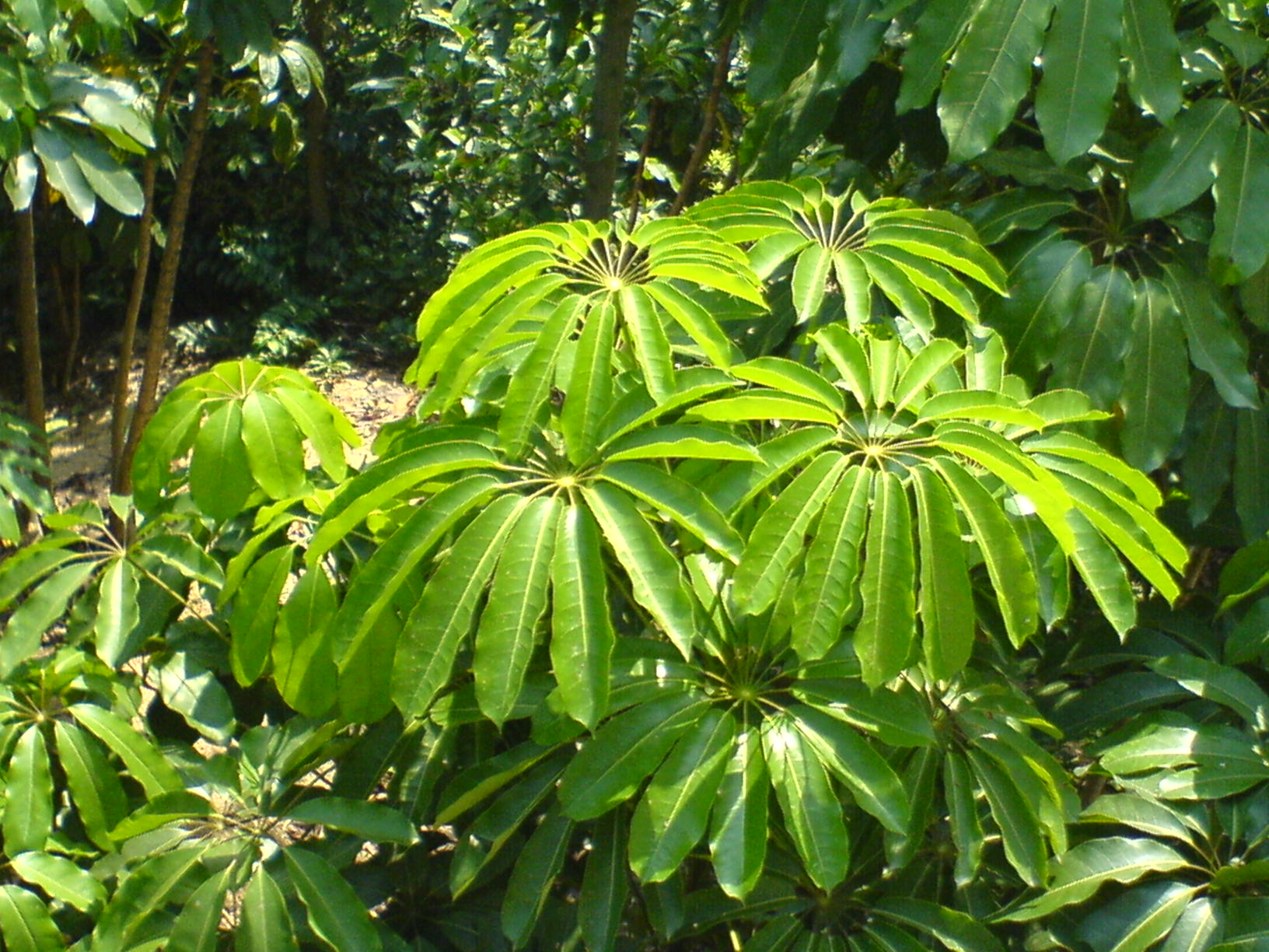 DSC00008.JPG