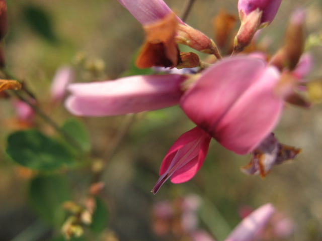 Ƭ 096.jpg