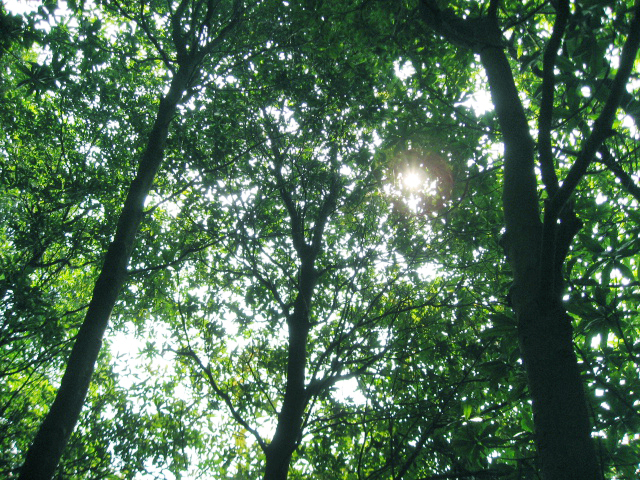 Ƭ 032.jpg