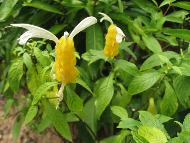 Ƭ 064.jpg