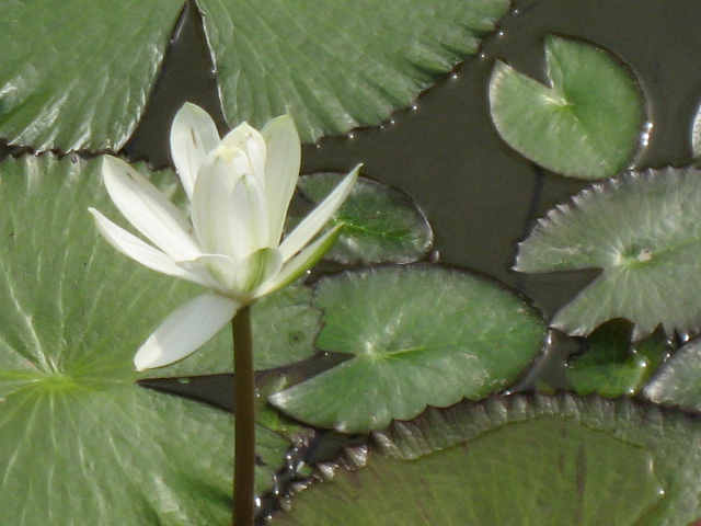Ƭ 022.jpg