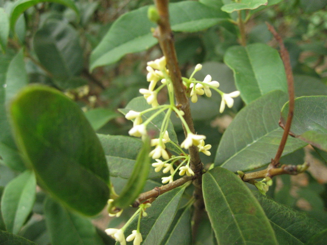 Ƭ 061.jpg