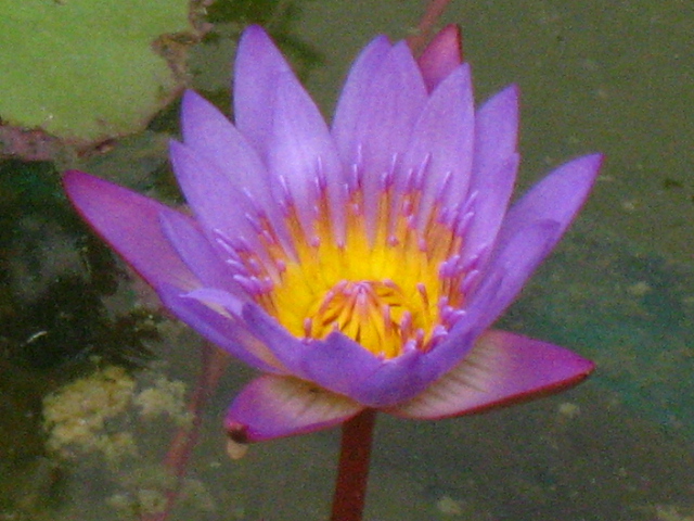 Ƭ 166.jpg
