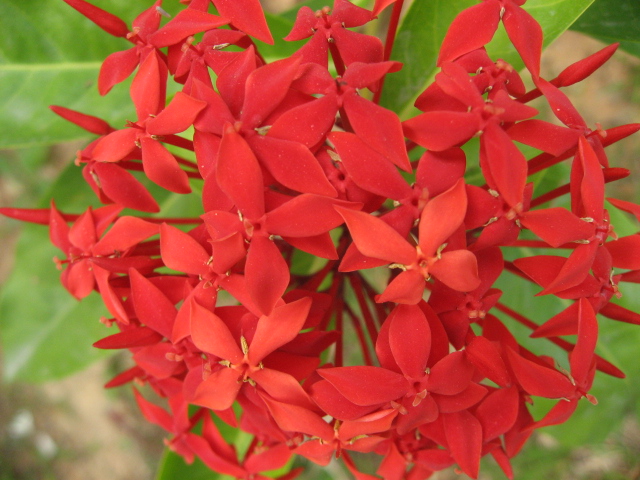 Ƭ 062.jpg