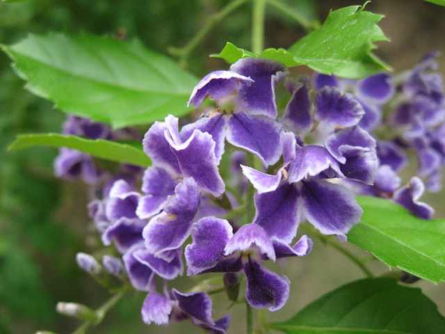 Ƭ 057.jpg