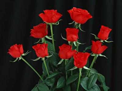 rose-6.jpg