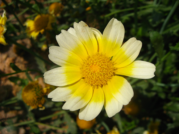 Ƭ 016.jpg