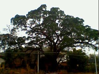 IMG0058A.jpg