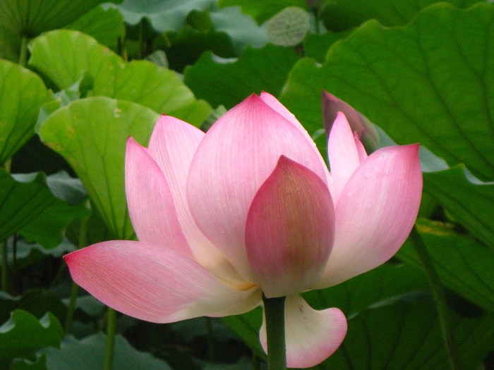 Ƭ 033.jpg