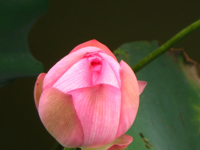 Ƭ 085.jpg