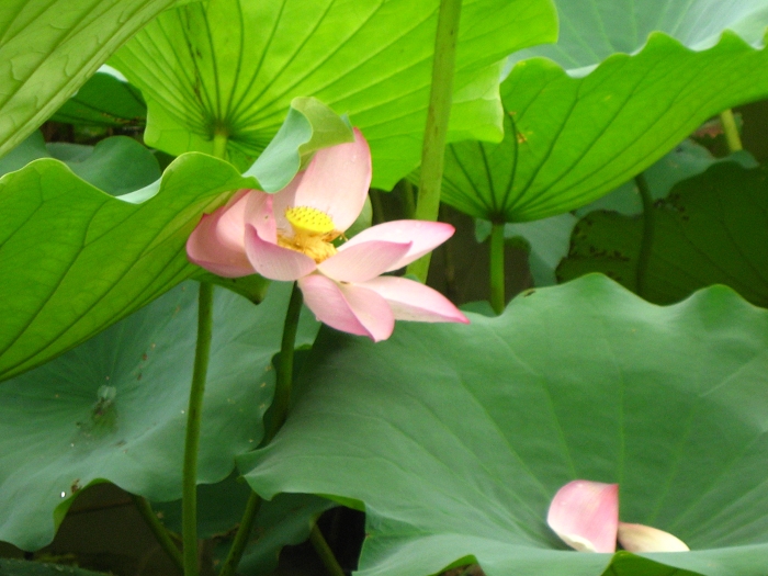 Ƭ 065.jpg