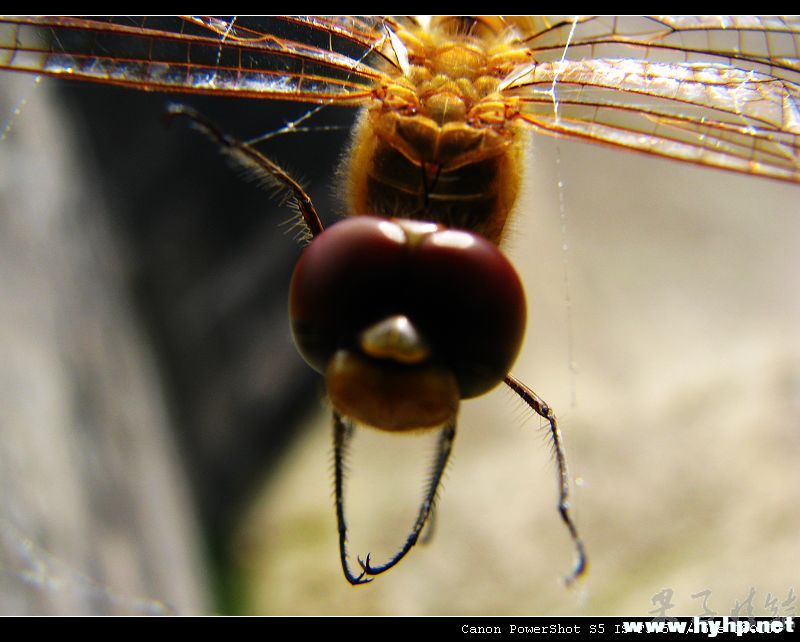 Ƭ 056.jpg