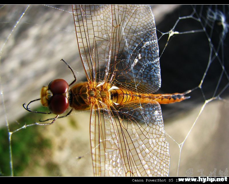 Ƭ 057.jpg